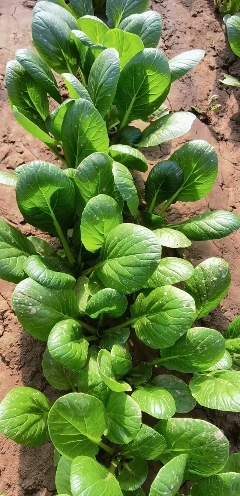 奶油菘菜一号种子质脆嫩味鲜美产量稳定品质佳