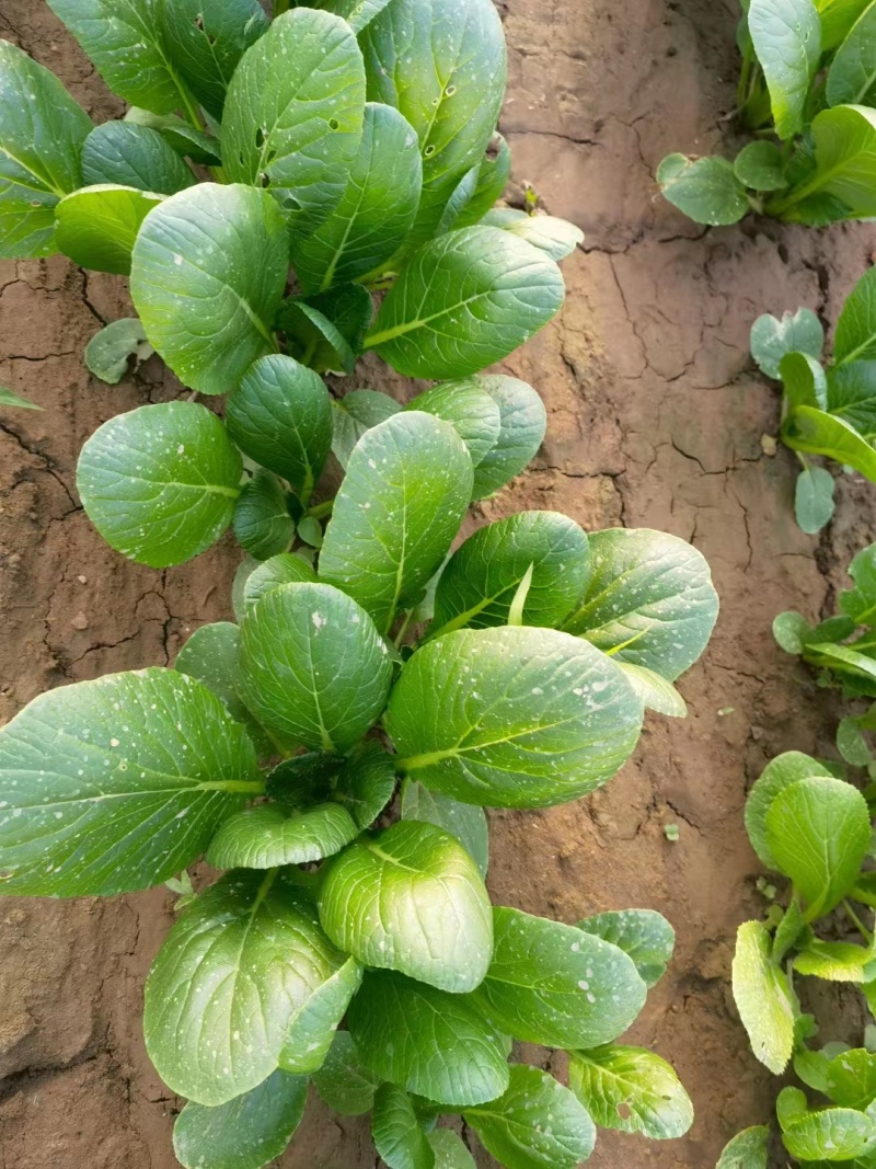 奶油菘菜一号种子质脆嫩味鲜美产量稳定品质佳