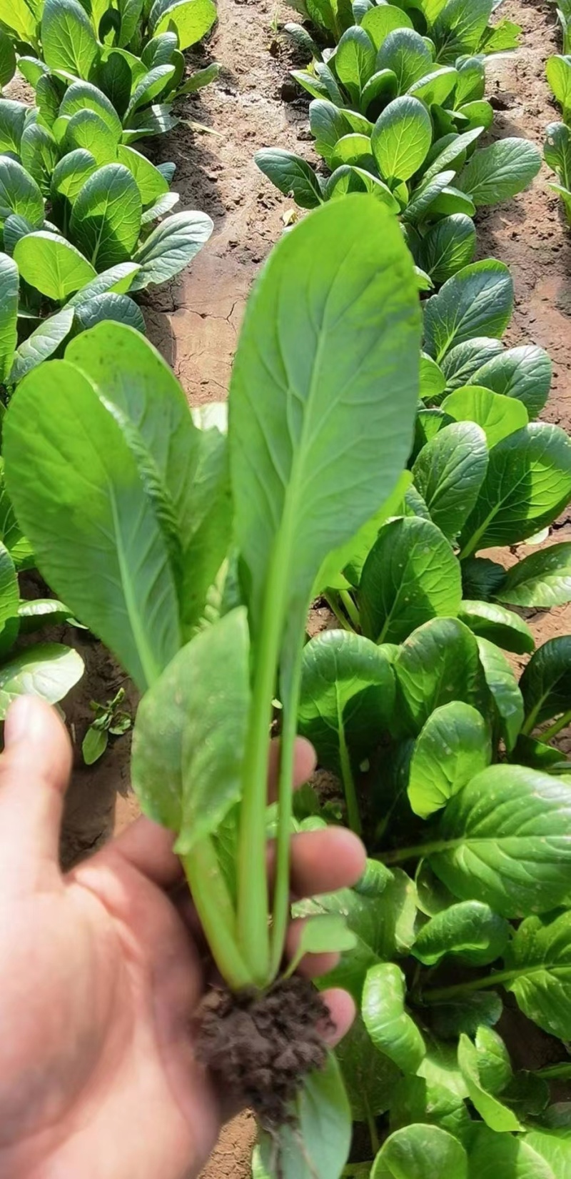 奶油菘菜一号种子质脆嫩味鲜美产量稳定品质佳