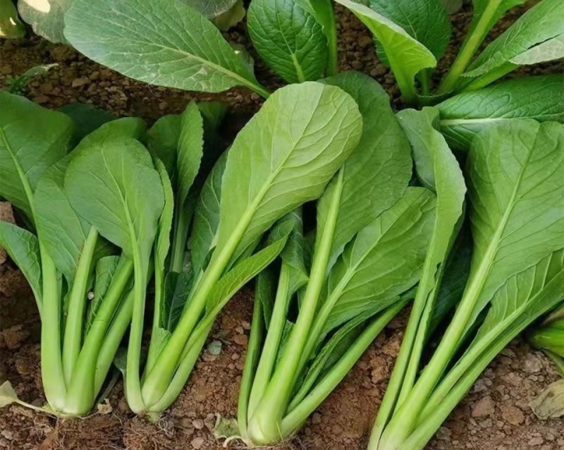 奶油菘菜一号种子质脆嫩味鲜美产量稳定品质佳