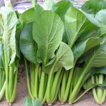 奶油菘菜一号种子质脆嫩味鲜美产量稳定品质佳