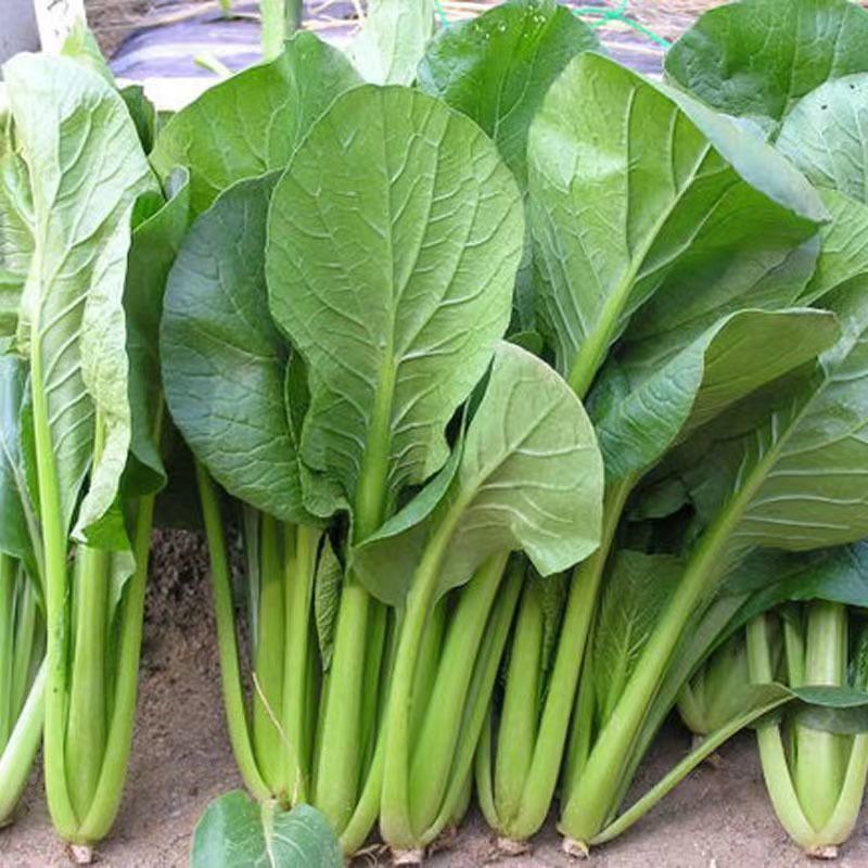 奶油菘菜一号种子质脆嫩味鲜美产量稳定品质佳