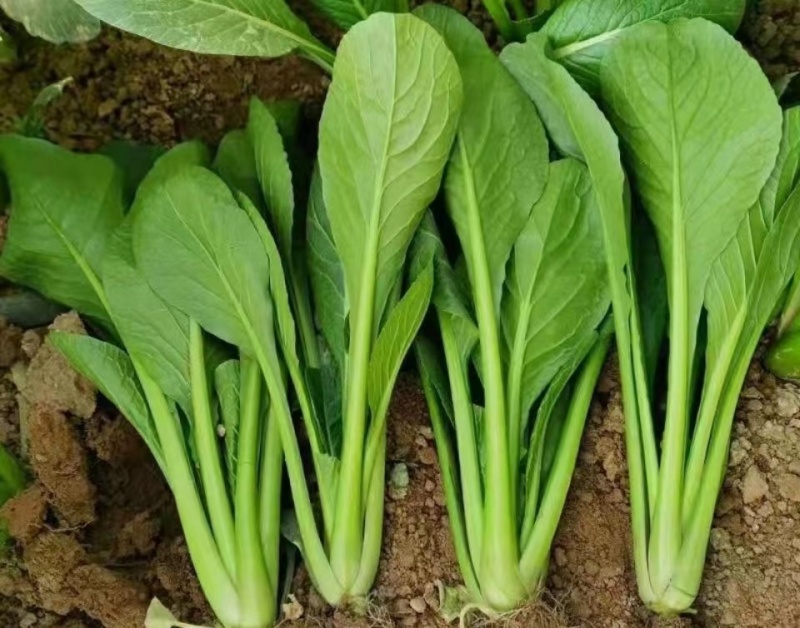 奶油菘菜一号种子质脆嫩味鲜美产量稳定品质佳
