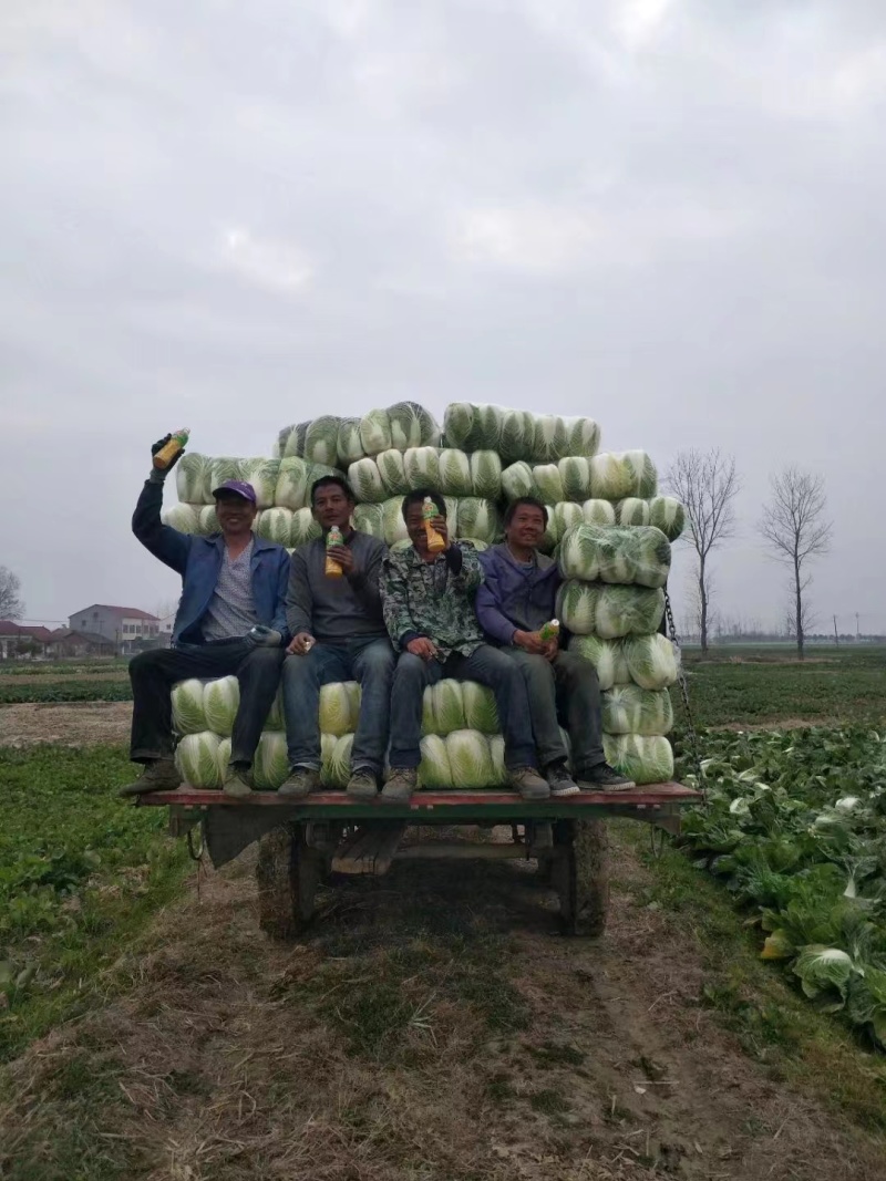 优质黄心白菜质量保障视频看货诚信为本一手货源等您来电