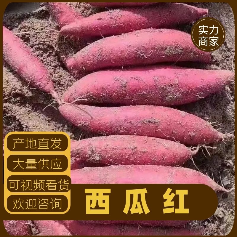 【产地直供】精品西瓜红，大量有货，品质保证量大从优
