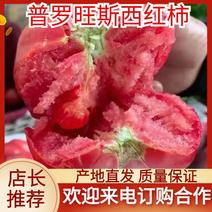 海阳普罗旺斯西红柿一件网红带货落地配粉柿子