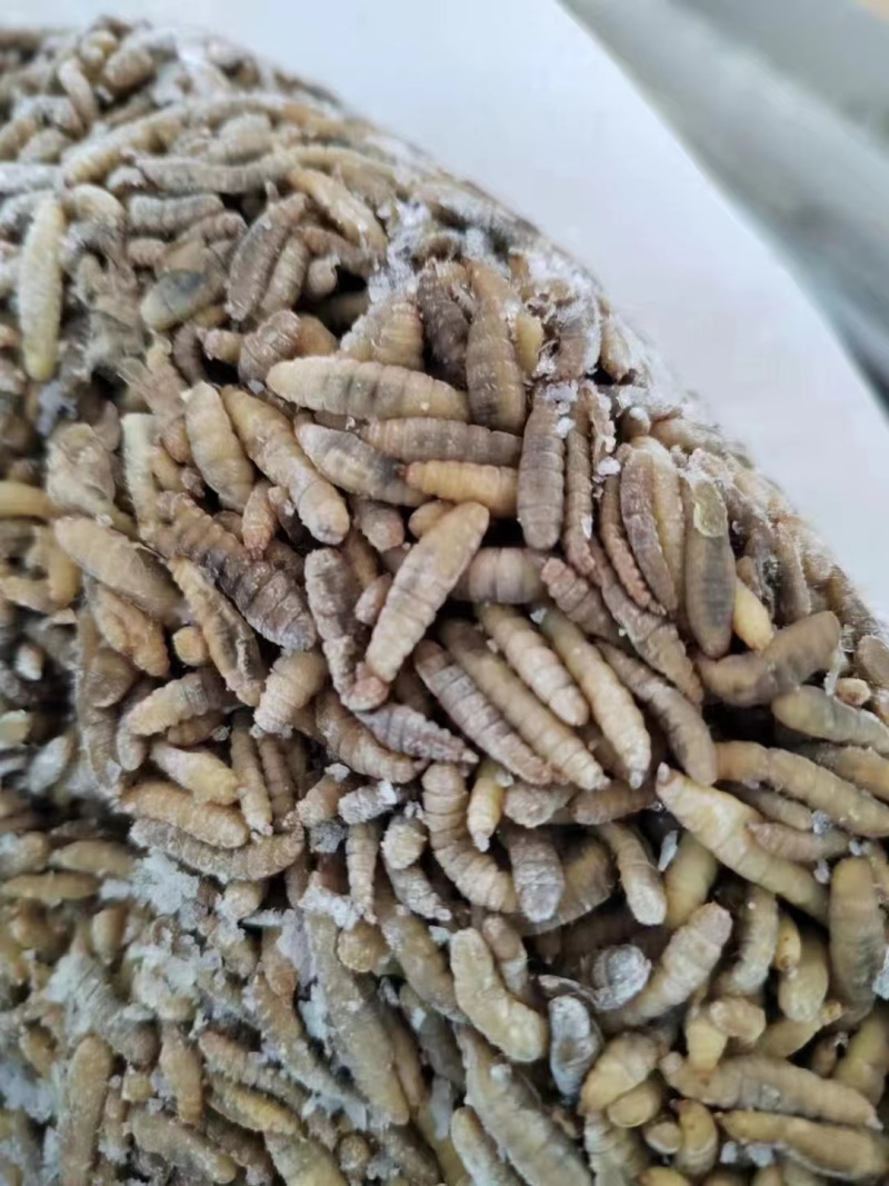 蒸煮凤凰虫黑水虻虫品质保证家禽水产宠物高蛋白饲料虫