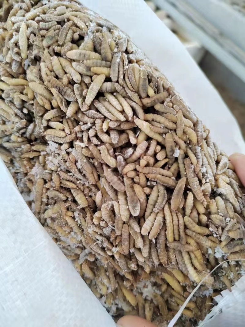 高蛋白黑水虻品质保证常年有货家禽水产宠物高蛋白饲料虫