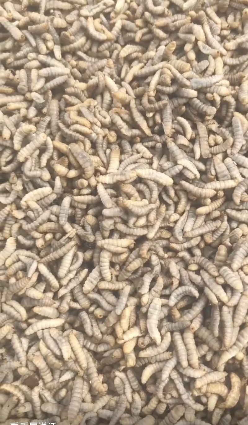 高蛋白黑水虻品质保证常年有货家禽水产宠物高蛋白饲料虫