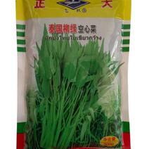 泰国柳绿空心菜种子500g柳叶细叶芽苗菜空心菜种子高产
