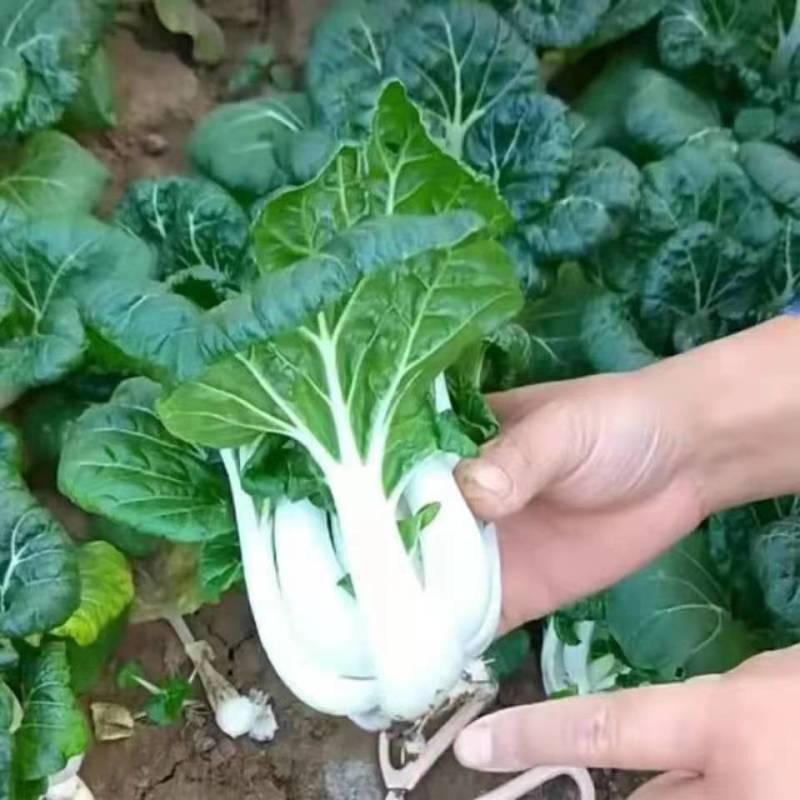 盛农奶白菜二号种子纤维少品质好抗病能力强高产稳定