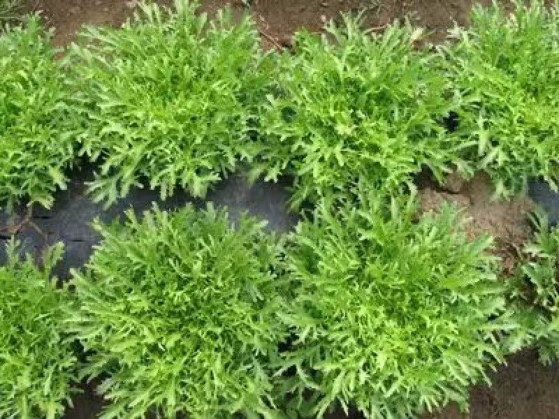 鸟巢苦菊种子病虫害少丰产性好产量稳定