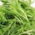 扇形苦菊种子口感微苦抗病抗寒性强可大面积种植