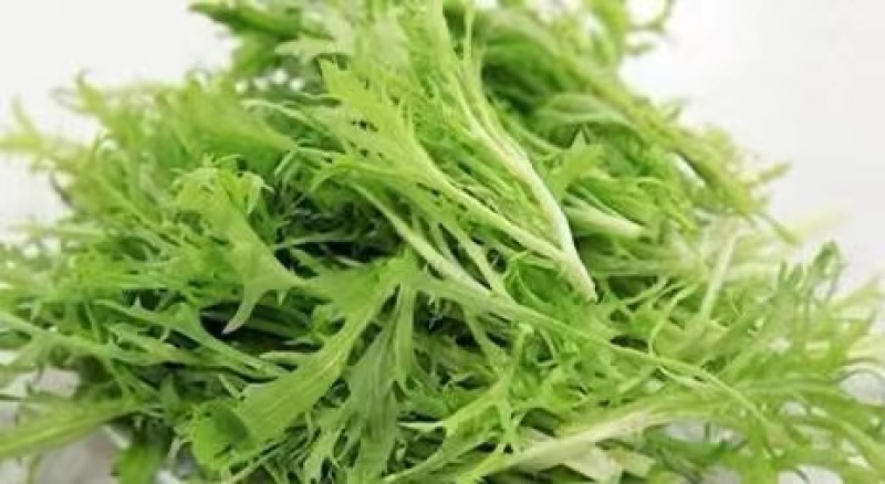 扇形苦菊种子口感微苦抗病抗寒性强可大面积种植