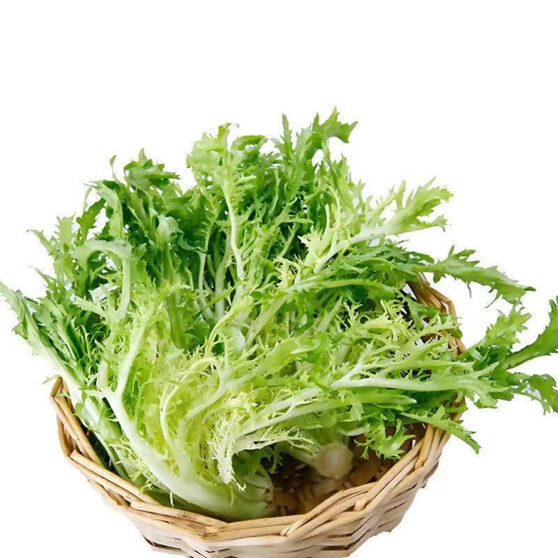 扇形苦菊种子口感微苦抗病抗寒性强可大面积种植