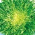 盛达黄心苦菊种子芯呈现黄色略苦抗病耐储存