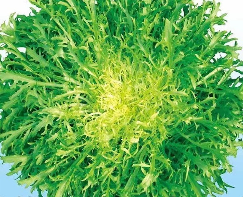 盛达黄心苦菊种子芯呈现黄色略苦抗病耐储存
