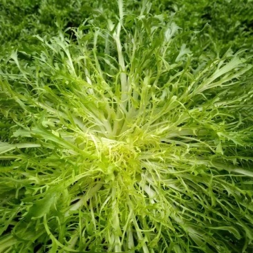 盛达黄心苦菊种子芯呈现黄色略苦抗病耐储存