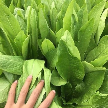 甜脆油麦菜种子质地脆嫩菜型美观清香品质好高产稳定