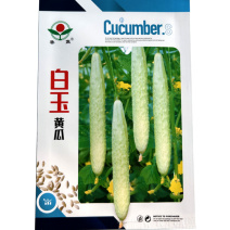 白玉黄瓜种子水果黄瓜种籽早熟光泽白色刺瘤明显瓜条直