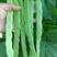 扁豆种子金龙六扁早熟无筋实心耐老不鼓豆结果多基地种植