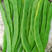 扁豆种子金龙六扁早熟无筋实心耐老不鼓豆结果多基地种植