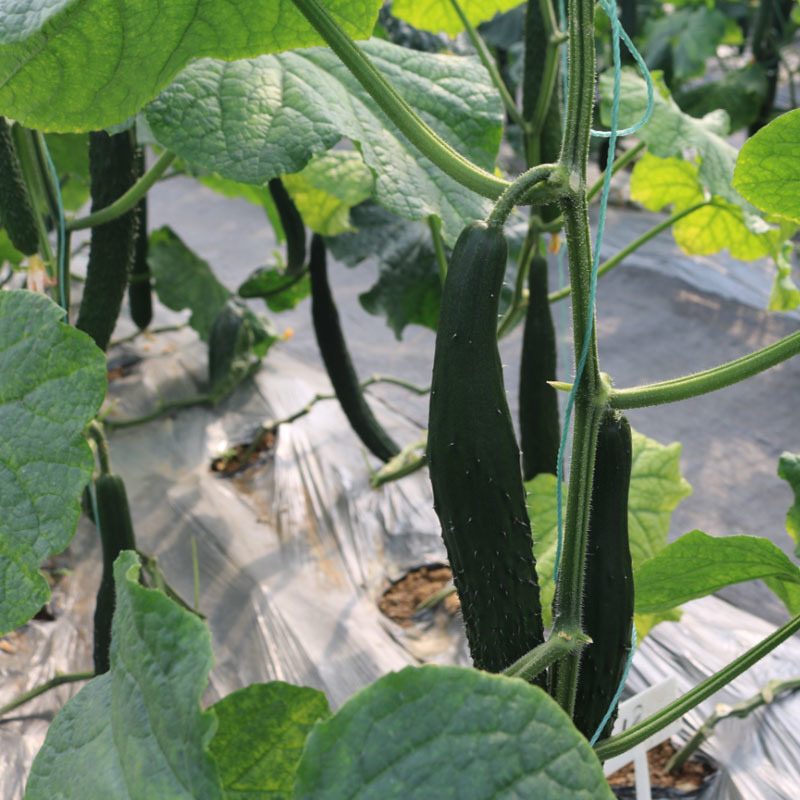 黄瓜种子绿芯黄瓜种摘不败深油亮果肉绿抗病强生长快