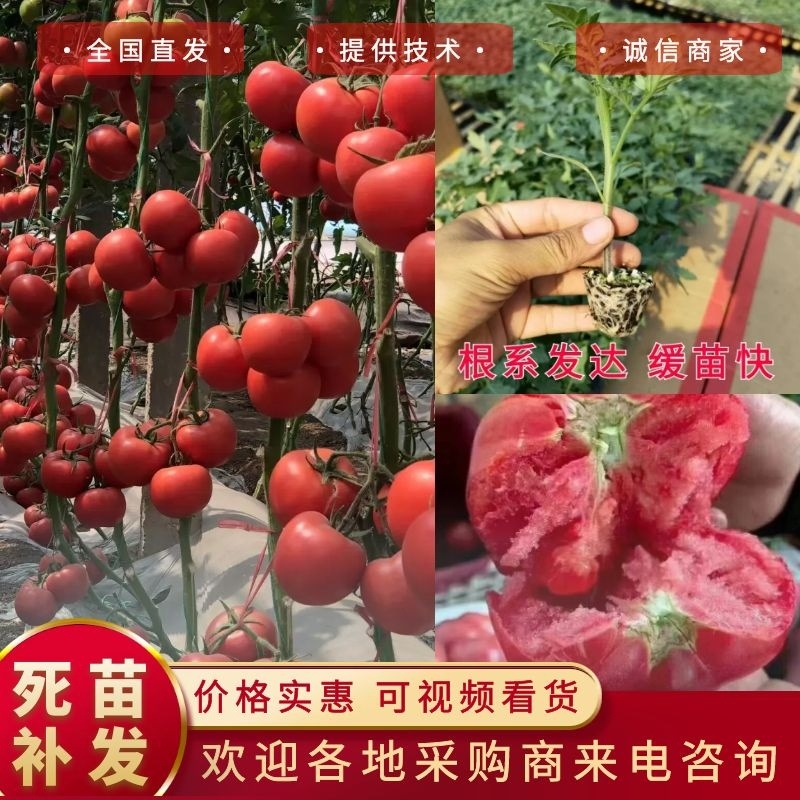 硬粉西红柿苗西红柿苗大量供应提供技术可签订合同