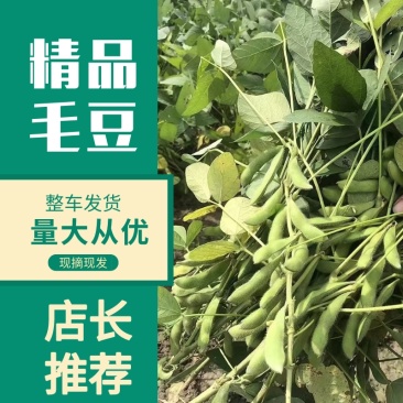 精品毛豆，优质毛豆，大量上市产地发货，供应各大商超市场全国