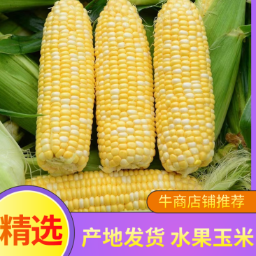 水果玉米，甜玉米，一手货源产地发货，质量保证供应全国