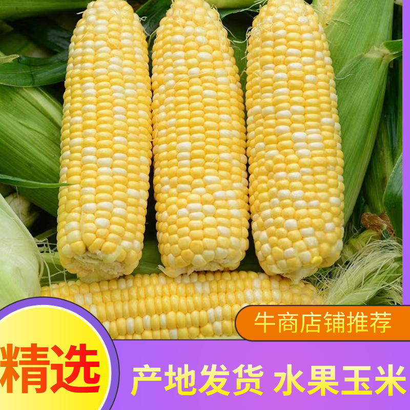 水果玉米，甜玉米，一手货源产地发货，质量保证供应全国