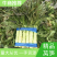 【推荐】莴苣，红叶莴笋，大棚种植全国发货，对接商超市场