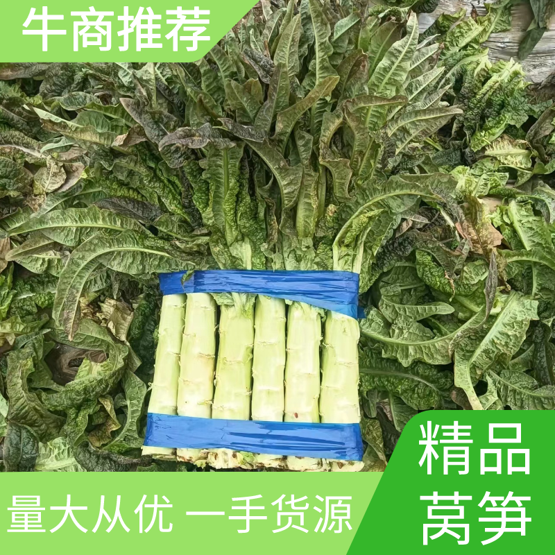 【推荐】莴苣，红叶莴笋，大棚种植全国发货，对接商超市场