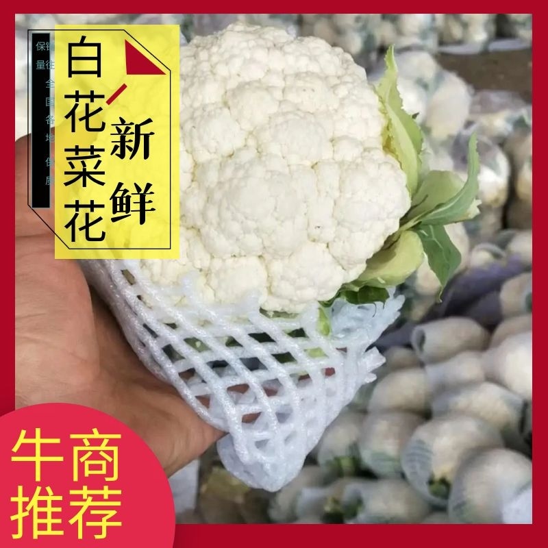 河北邯郸花菜白花花菜青梗白面大量上市欢迎来电咨询