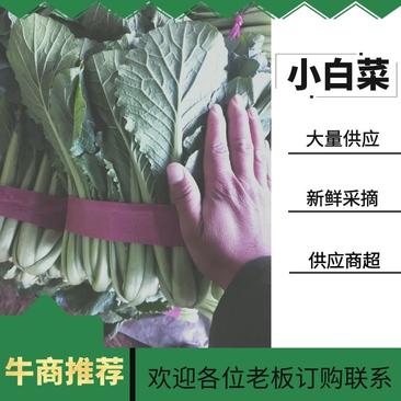 【高度30公分】邯郸露地优质绿帮小白菜供货量大价格实惠
