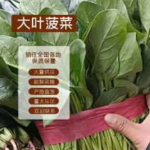 大叶菠菜正常发货畅通无阻量大从优25~30厘米