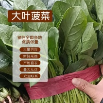 大叶菠菜正常发货畅通无阻量大从优25~30厘米