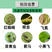 保喜5%吡虫啉小麦蚜虫水稻飞虱花卉甘蓝蔬菜果树通用农药