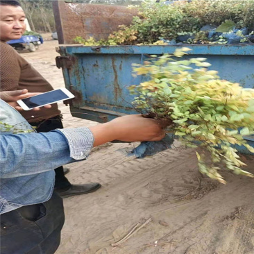 金山绣线菊，带盆金山绣线菊成活率高，价格便宜