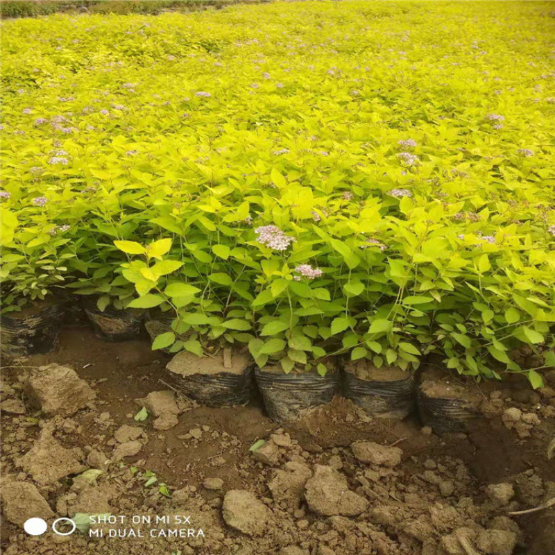 金山绣线菊，带盆金山绣线菊成活率高，价格便宜