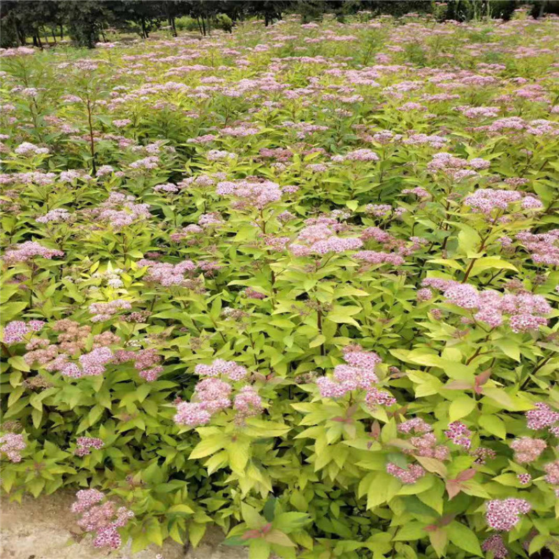 金山绣线菊，带盆金山绣线菊成活率高，价格便宜