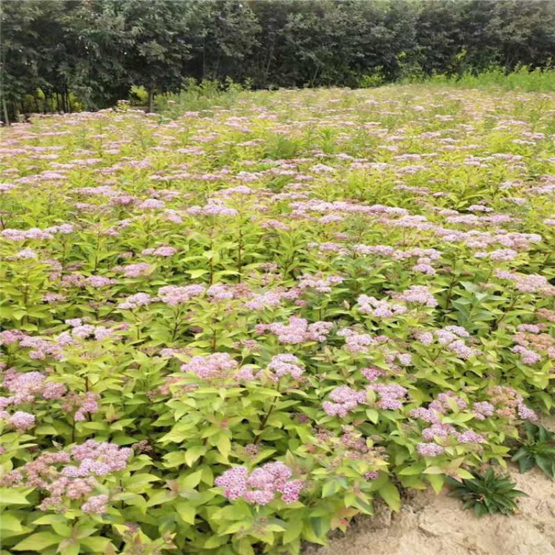 金山绣线菊，带盆金山绣线菊成活率高，价格便宜