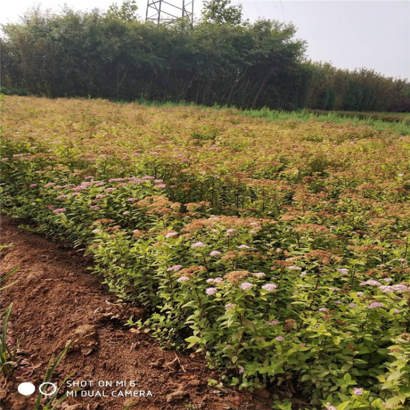 金山绣线菊，带盆金山绣线菊成活率高，价格便宜