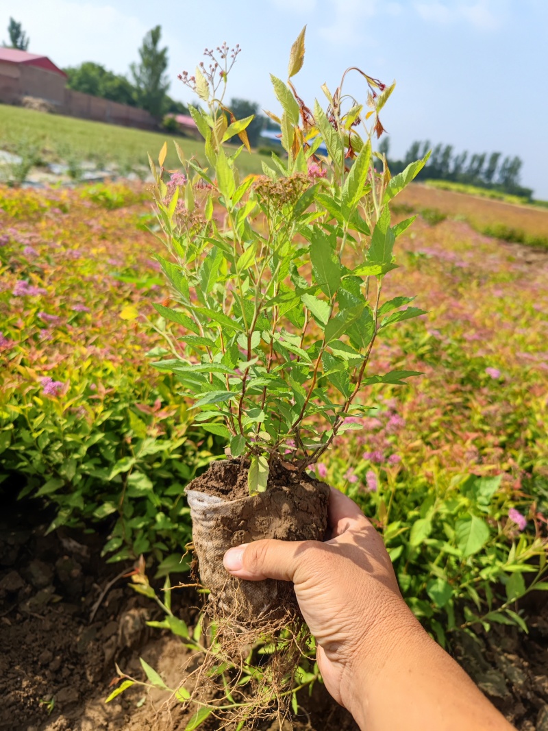 金焰绣线菊，带盆金焰绣线菊成活率有保障，价格优惠