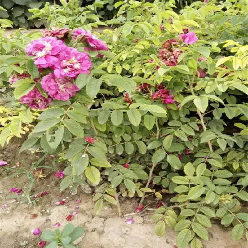 四季玫瑰带盆四季玫瑰玫瑰带盆玫瑰成活率高，易管理
