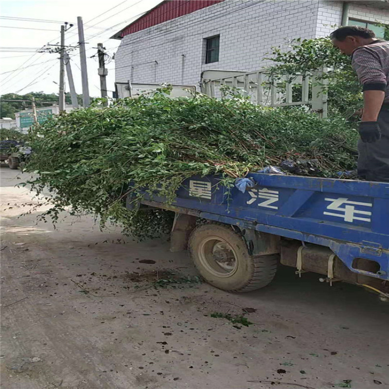 连翘，华北连翘金钟连翘东北连翘，带盆连翘各种连翘
