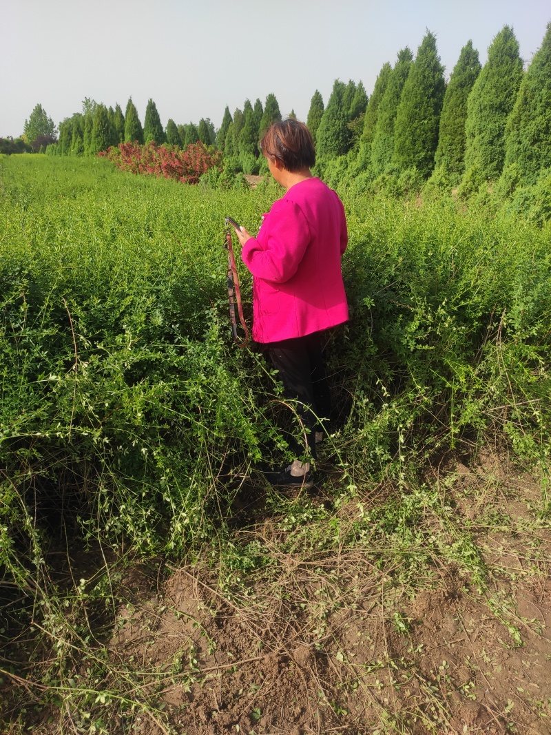迎春，带盆迎春价格便宜，成活率高，观花植物
