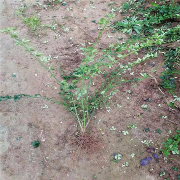 迎春，带盆迎春价格便宜，成活率高，观花植物