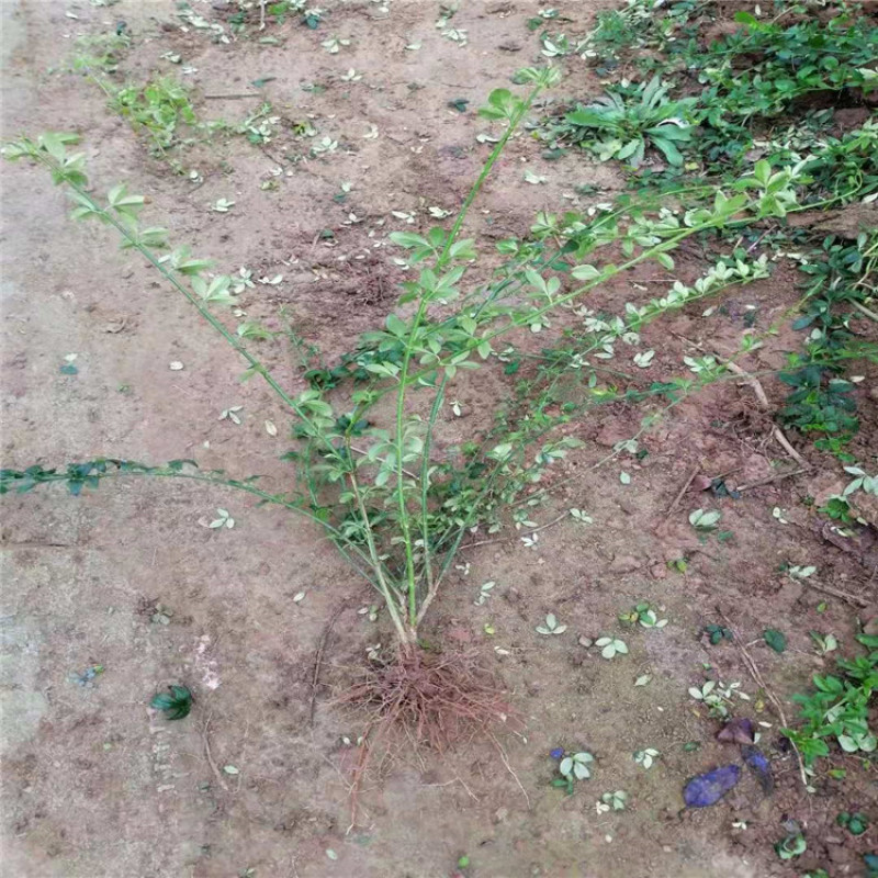 迎春，带盆迎春价格便宜，成活率高，观花植物