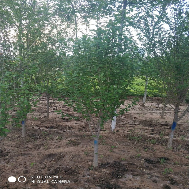 木槿丛生木槿独杆木槿品种齐全，价格优惠